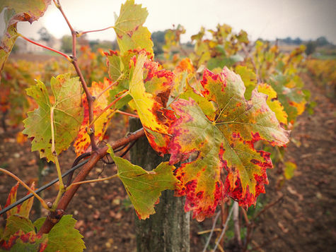 Vigne en automne au Château Marrin
© Marie Cavalier