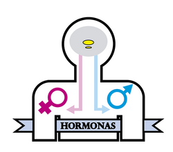 hormonas