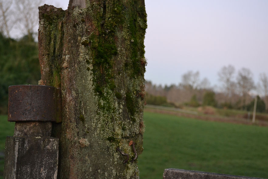 DSC_0078.JPG