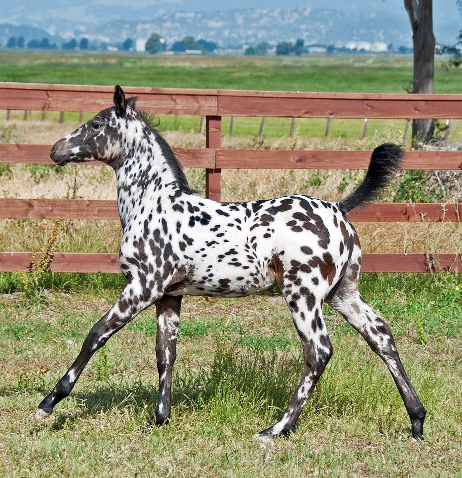 F8 - 2011 Flamenco as foal.jpeg