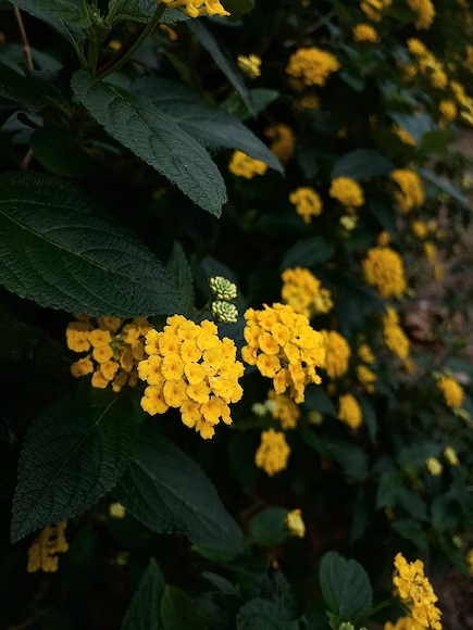 ree