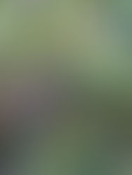 Wind, Wood Ticks and Poison Ivy