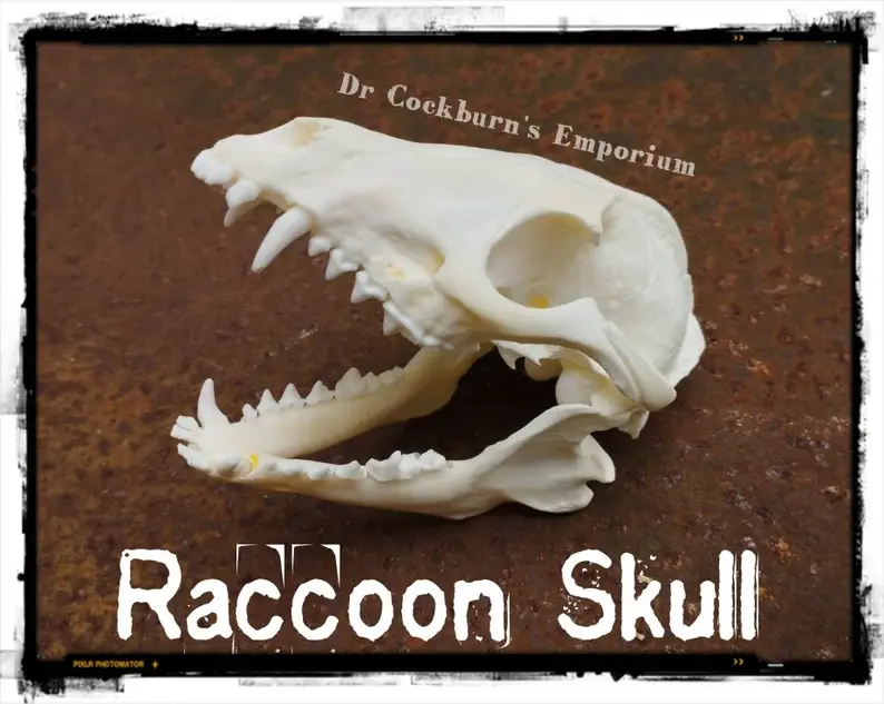 Genuine Raccoon Skull - Taxidermy