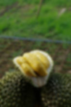 DSC04458.jpg