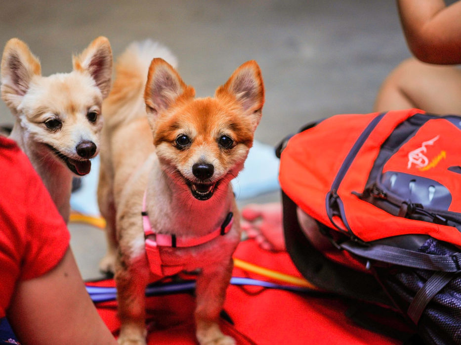 Pet Picnic Day