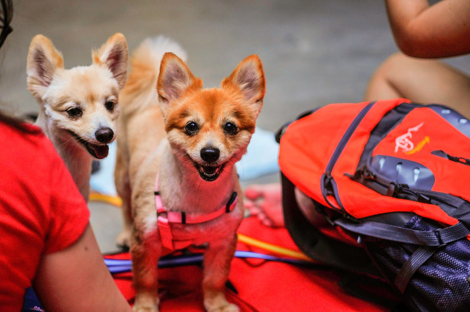 Pet Picnic Day