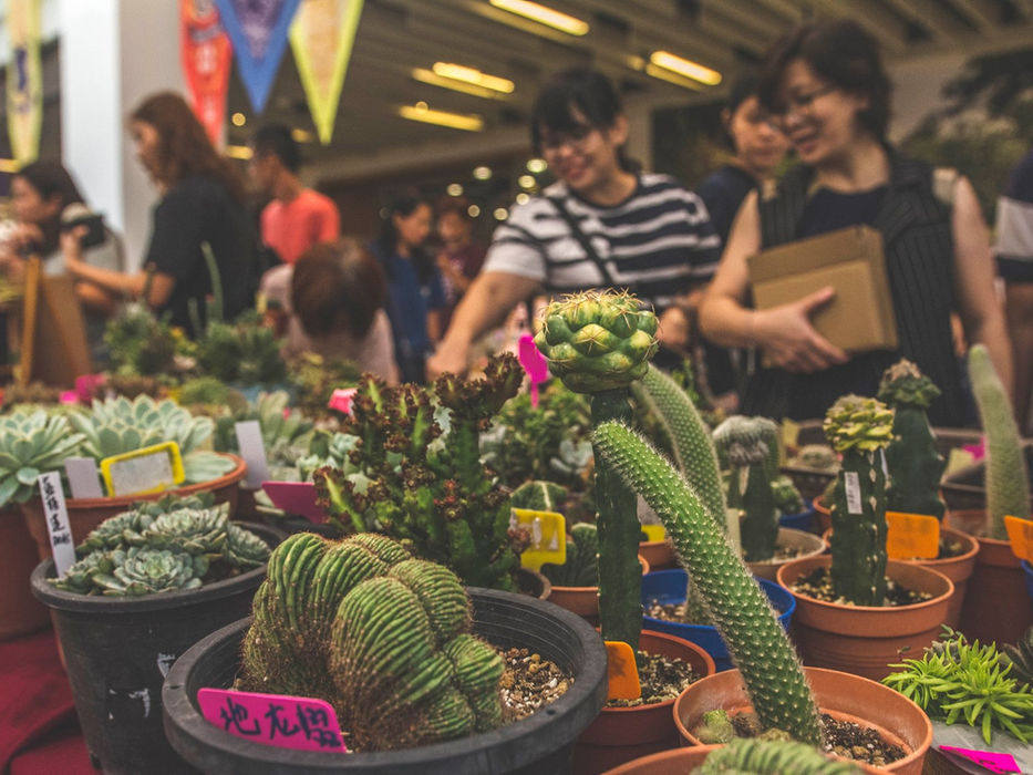 Succulent Feast