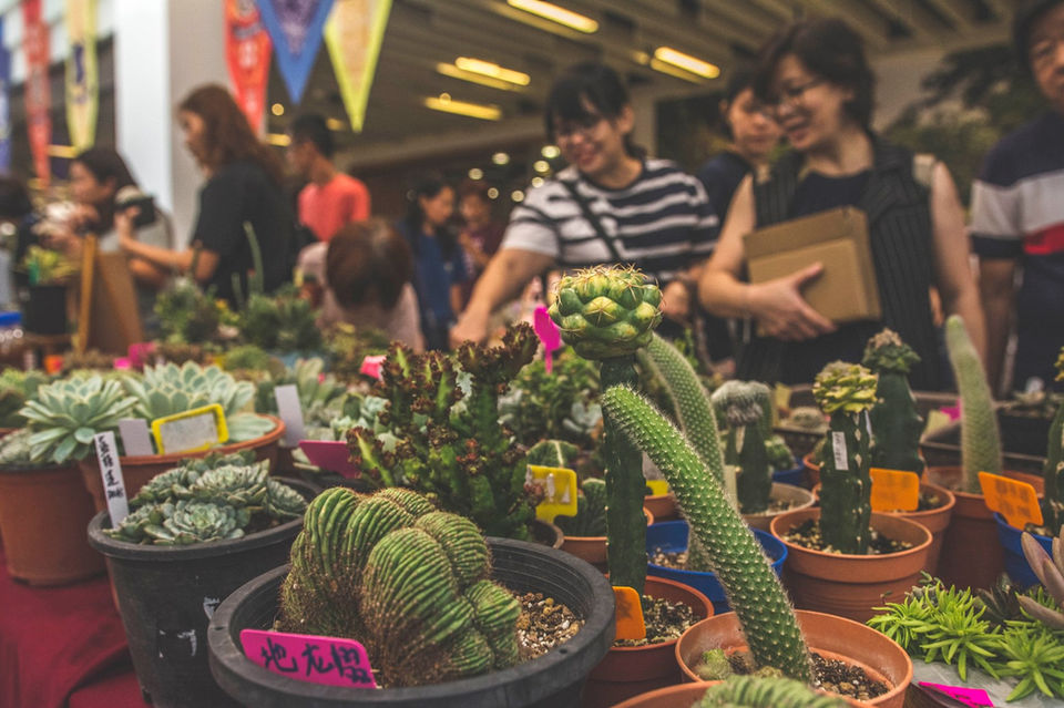 Succulent Feast