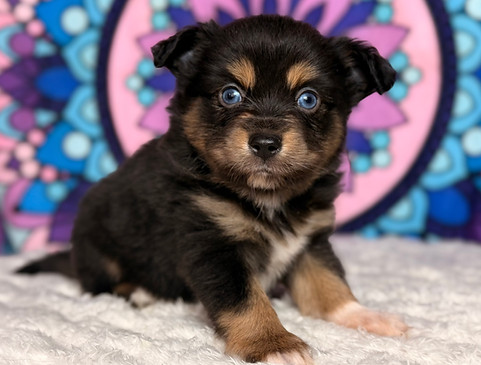 Mango - Toy Australian Shepherd Puppy.jpg