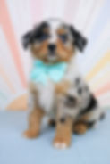 Blue Merle Mini Aussie Florida Virginia