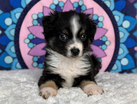 Toy Australian Shepherd Puppy Near Me - Squirtle_edited.jpg