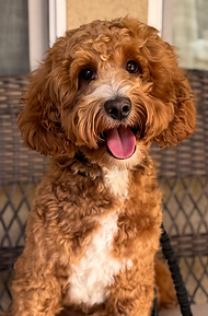 mini red sacramento goldendoodle, northern california