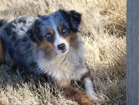 Fancy Blue Eyed Toy Aussie Female_edited.jpg
