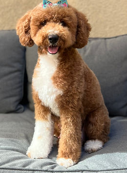 breeding program tuxedo doodle