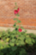 IMG_7889.jpeg