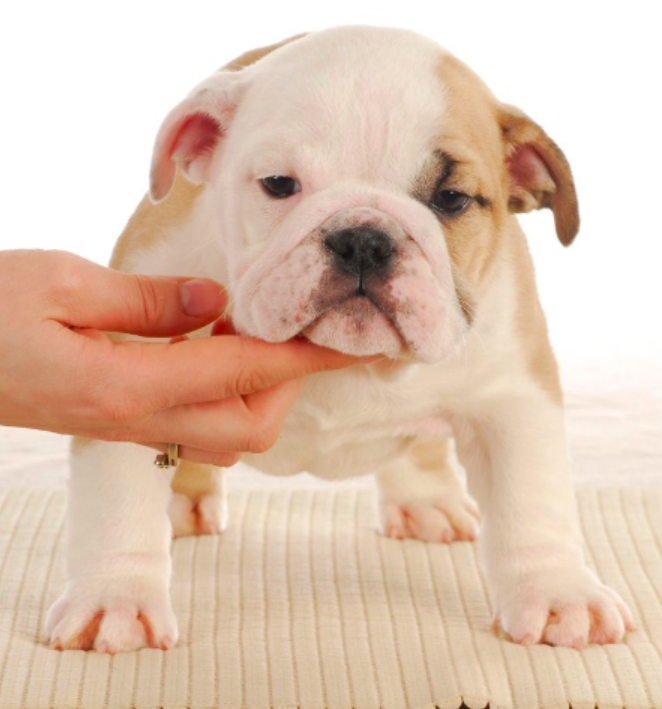 Pelee Bulldogs Champion Bulldog Breeder Ontario Toula