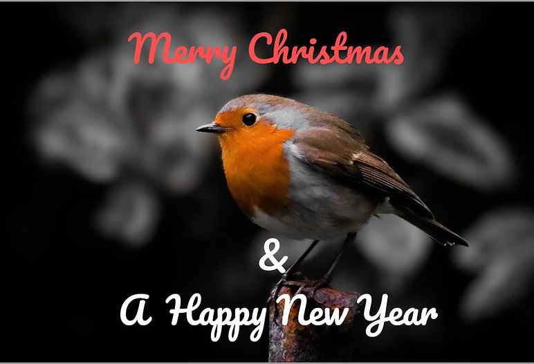 2 Robin on pole- Selective orange_back b