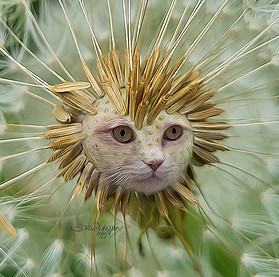 Wiesenlöwe 1 MWZ K.jpg