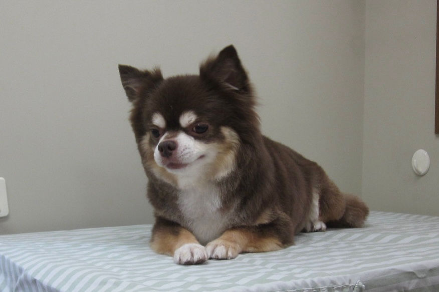 トリミングサロンからカット後の写真の紹介 | 名前はもものすけちゃん