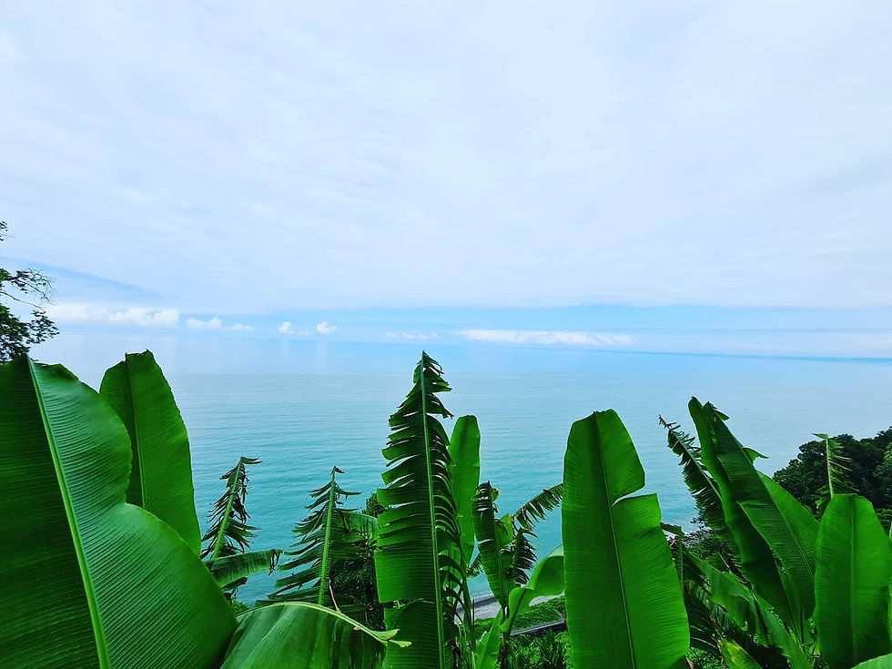 Batumi botanical garden