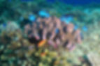 namena snorkelling28.jpg