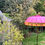 Thumbnail: Pink Gold Lotus