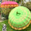 Thumbnail: Green Gold Nirvana