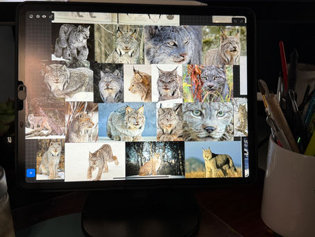 Sculpting a Canada Lynx portrait ✨
