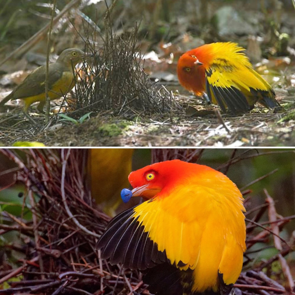 male flame bower bird dancing for female