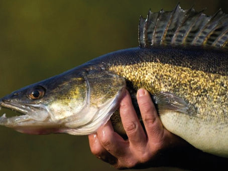 Comment pêcher le sandre au lancer ramener La méthode