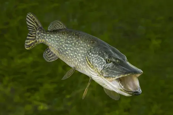 Pêche du brochet mes astuces pour trouver les bons spots dans le Gers, le Lot et Garonne et les Landes

