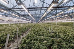 Cultivo profesional en invernadero