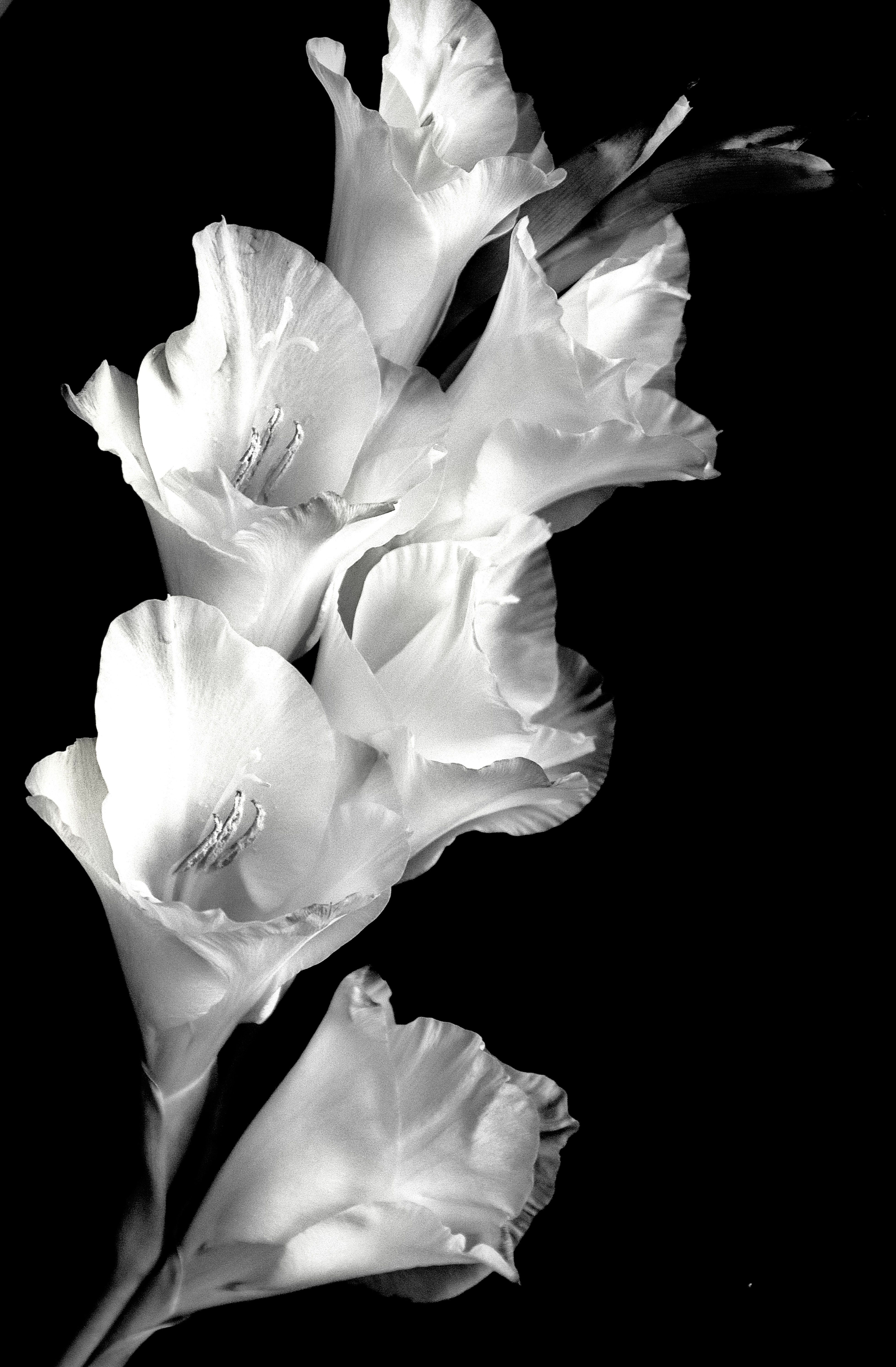 Gladiolus Luminescence