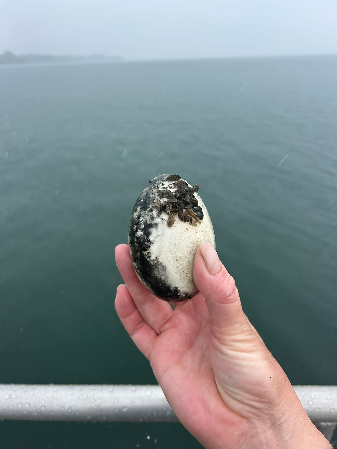 Goose egg??