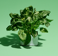 sg-spinach.png