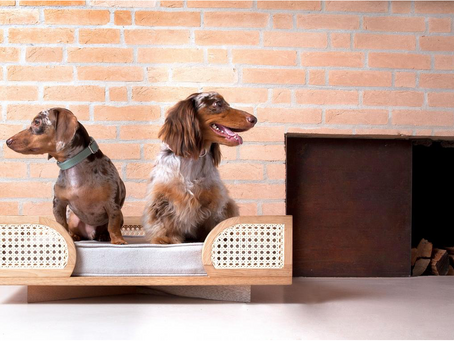Arquitetura para pets: a novidade que invadiu o mercado