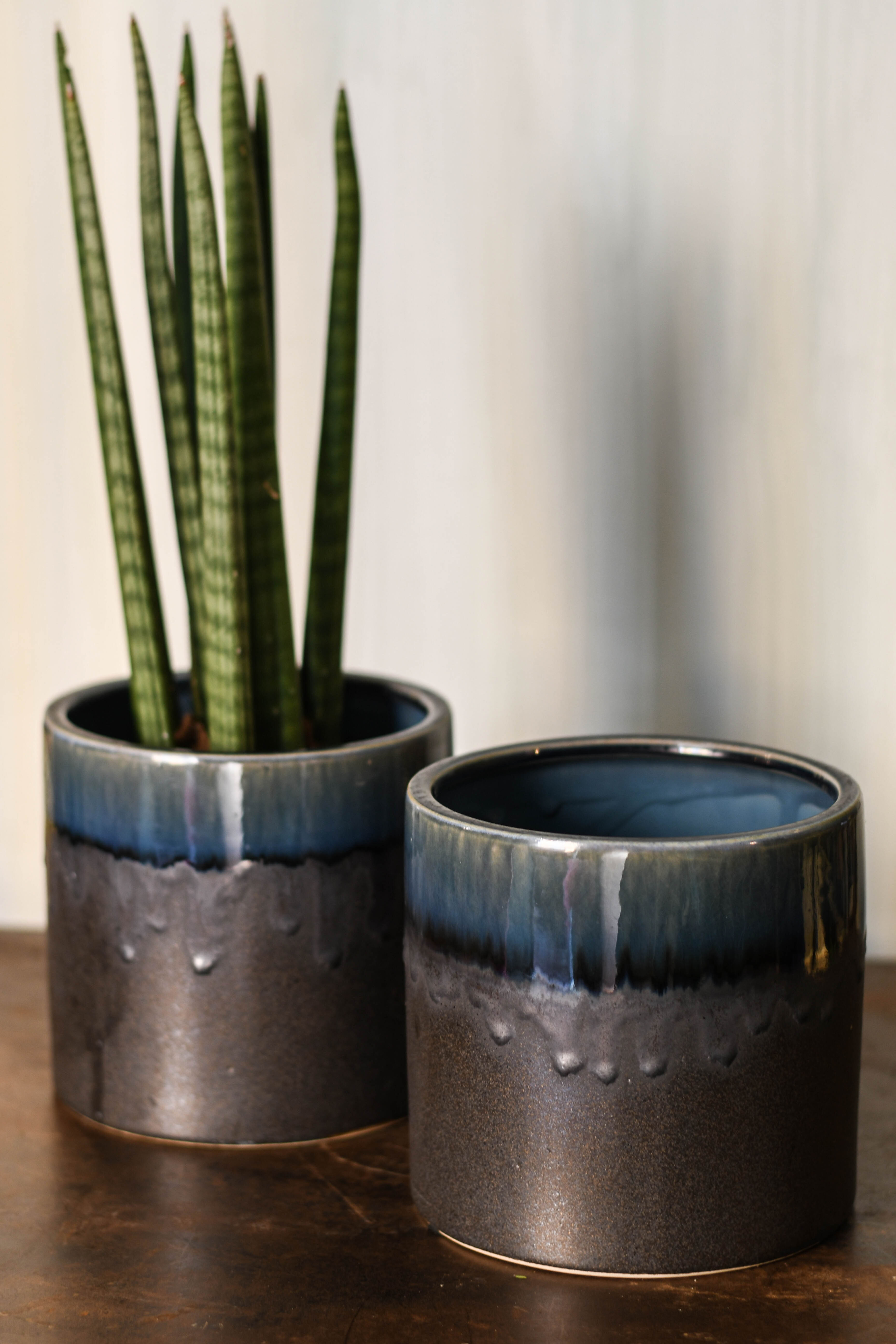 Sansevieria cylindrica