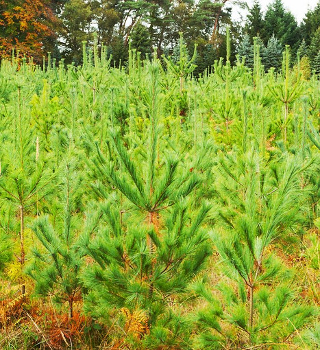 metsittämällä-uusia-hiilinieluja
