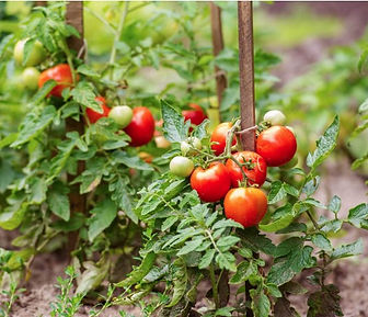tomato plant.jpg