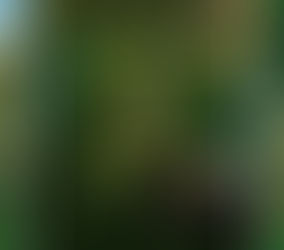 Prefeitura apresenta projeto do Condomínio Animal em Barretos