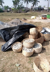 DPR Humma Dry Fish Cluster2.jpg
