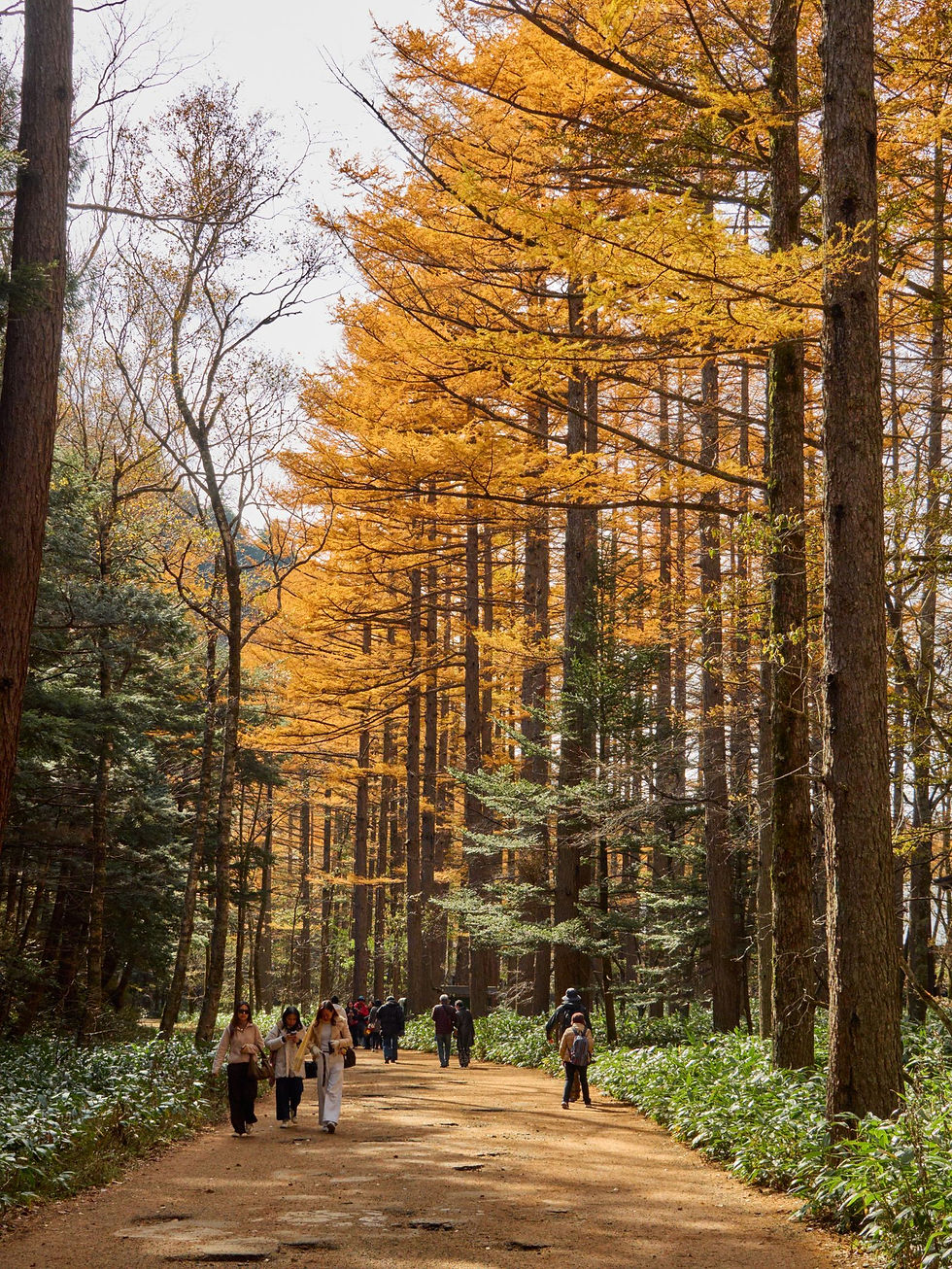 Golden autumn larch along a Kamikochi walking trail for a late October Central Japan route