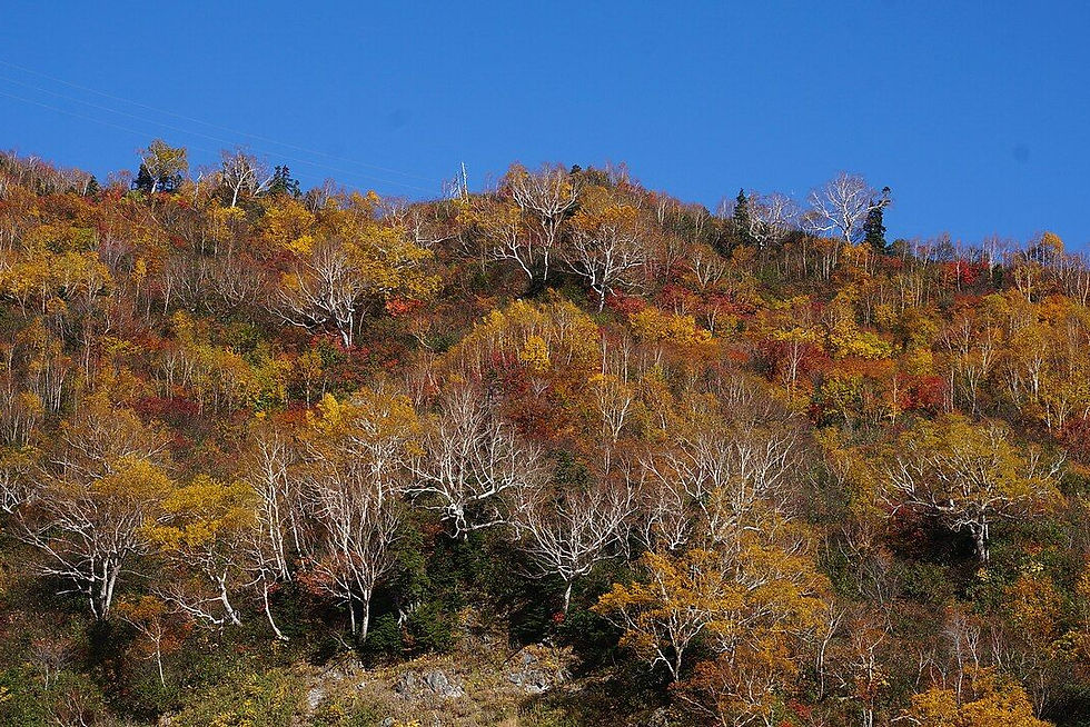 Tateyama Kurobe Alpine Route in autumn with multiple transfers and luggage planning