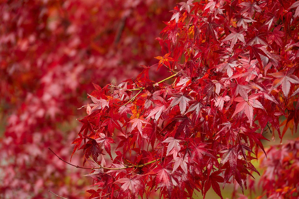 Arashiyama autumn scenery for a mid-November Kyoto route