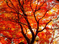 Mt. Takao autumn leaves day trip with cable car, Yakuoin, summit maples and Shinjuku access
