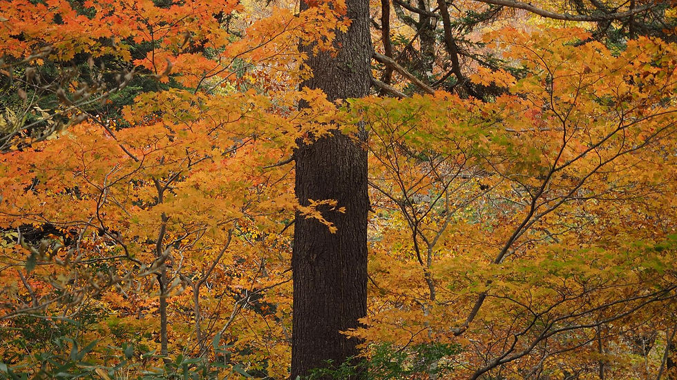 Autumn foliage in Oze National Park, used as the Tokyo autumn day-trip comparison cover
