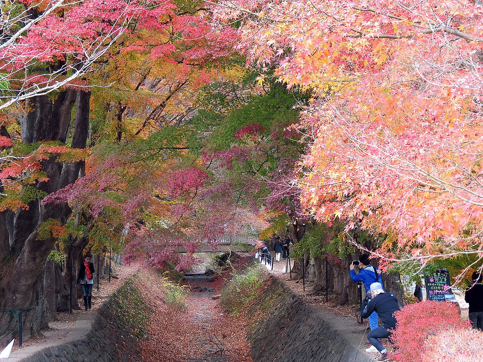 Lake Kawaguchi Maple Corridor in autumn, showing the north-shore festival core and transport pressure