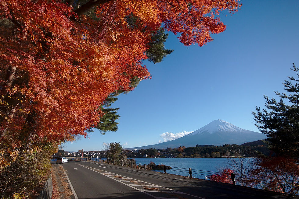 Lake Kawaguchi Maple Corridor, Mount Fuji, 2026 festival, illumination and transport guide