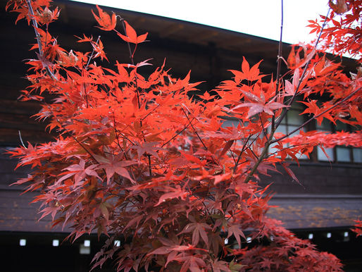 Shirakawa-go autumn leaves with bus, viewpoint, luggage and hotel planning