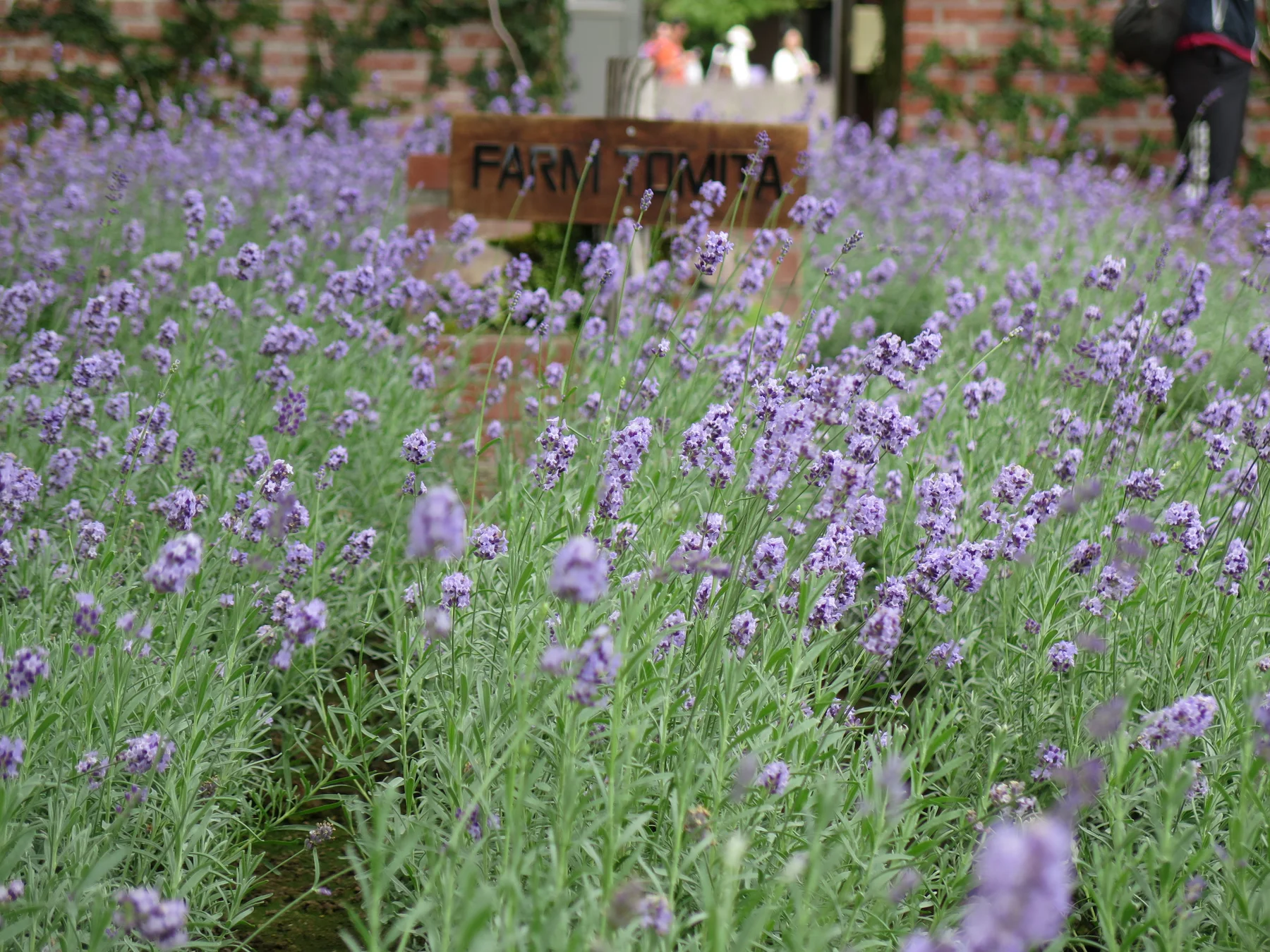 Lavender field at Farm Tomita in Nakafurano, Hokkaido